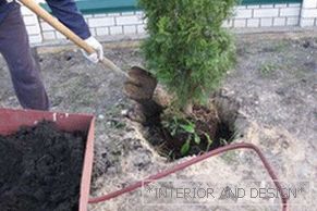 Поседовање тује је једноставно, главна ствар је да правилно ископирате рупу и додате ђубриво.