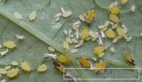 Апхид - фотографије инсеката на листу краставца